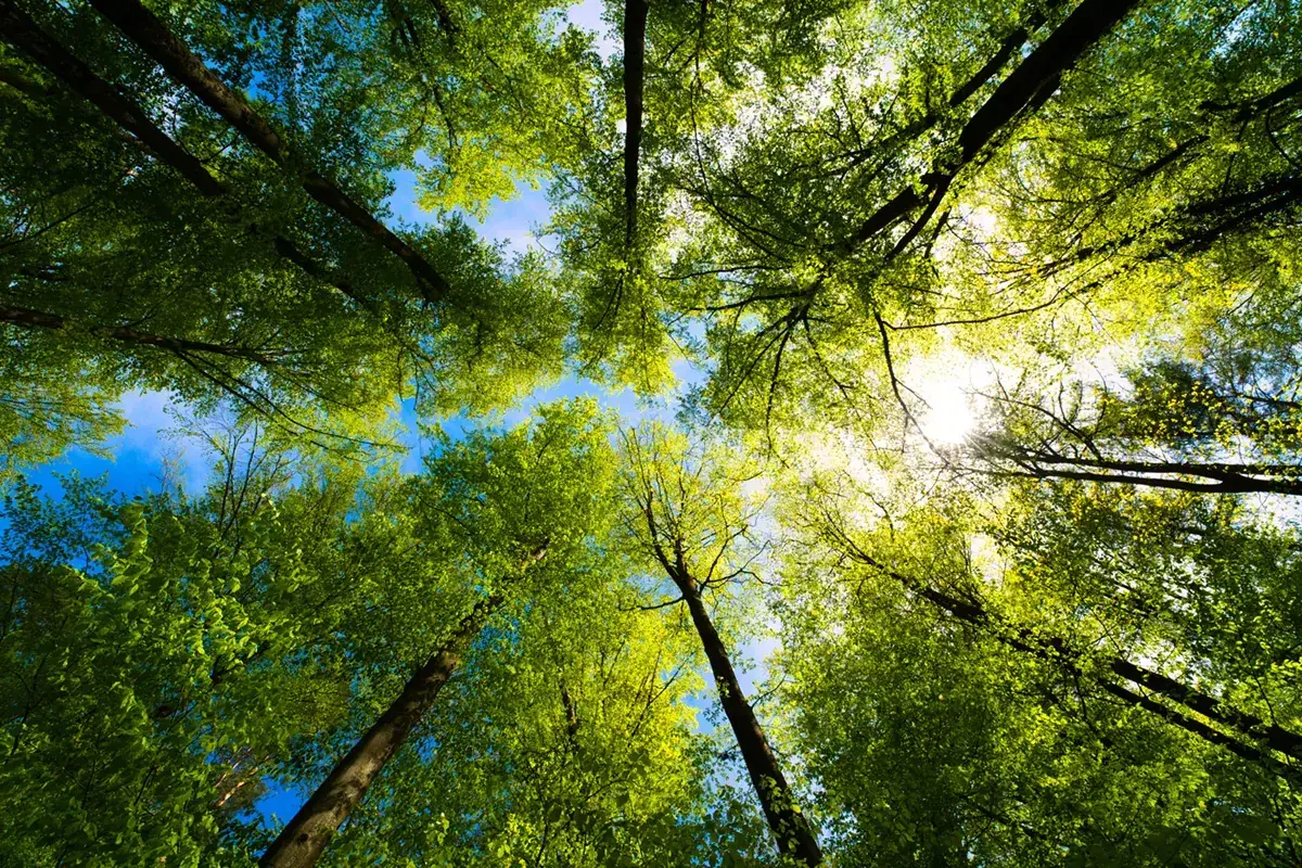 Lush green tree canopy over an Altadena home