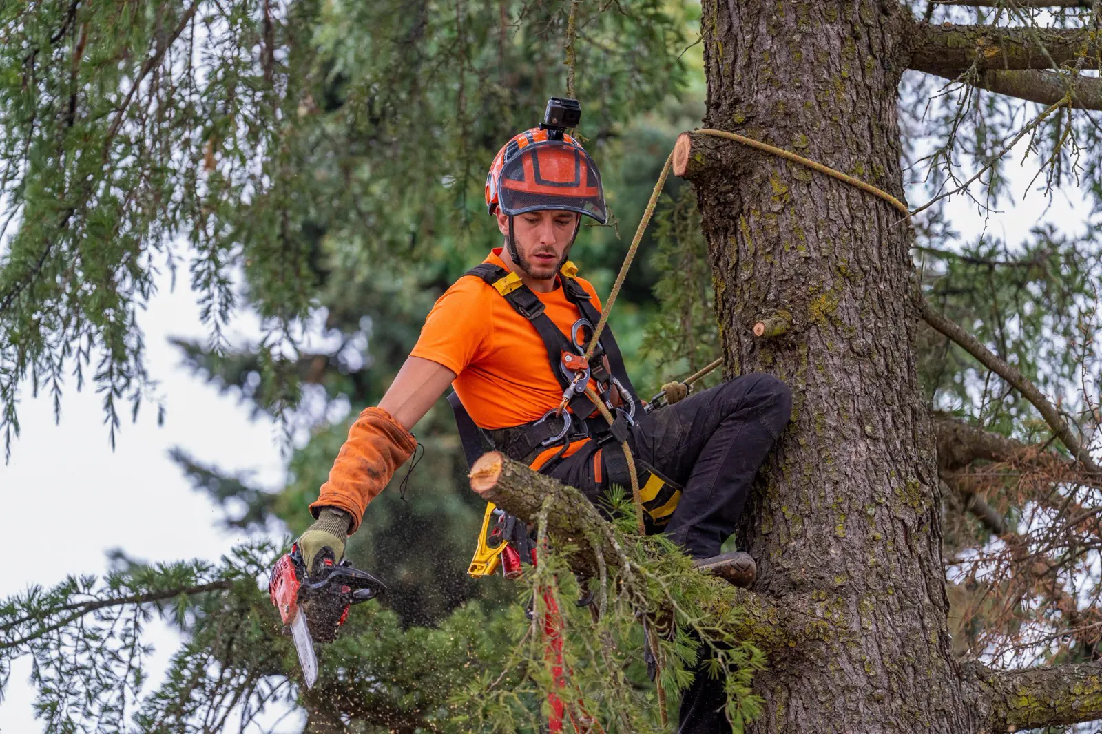 Arborist roped into a tall pine, cutting it down section by section