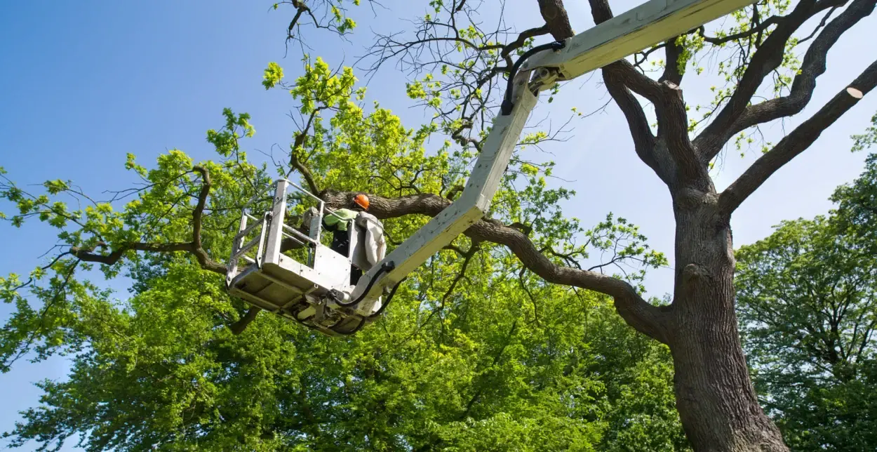 Arborist in a lift bucket pruning the crown of a large oak